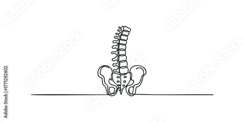 Line Drawing of Human Spine and Pelvis
