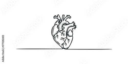 Line Drawing Anatomical Human Heart Symbol