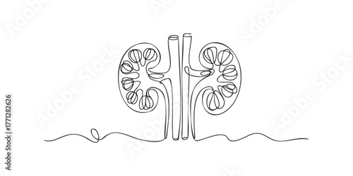 Single Line Drawing of Human Kidney Anatomy
