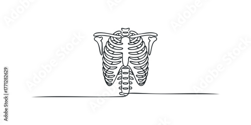Rib cage and spine abstract line drawing