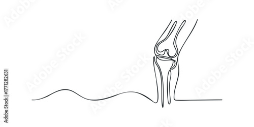 Knee Joint Anatomy Single Line Drawing