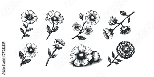 Set of hand-drawn floral elements and blooming flowers
