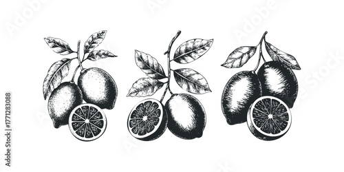 Hand drawn citrus fruits on branches with leaves