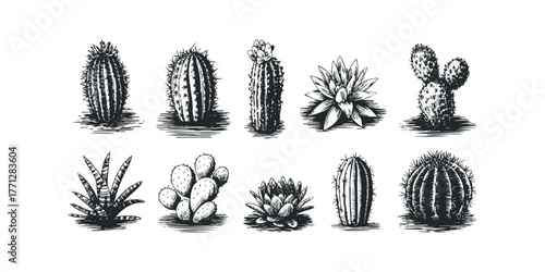 Collection of hand-drawn cactus plants in sketch style