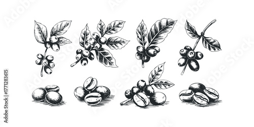 Coffee cherry and bean illustrations in monochrome sketch style