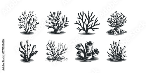 Collection of eight black and white coral silhouettes