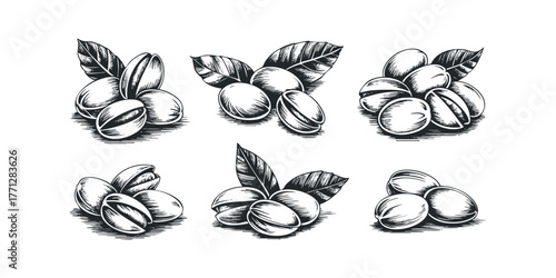 Six Hand Drawn Pistachio Clusters With Leaves