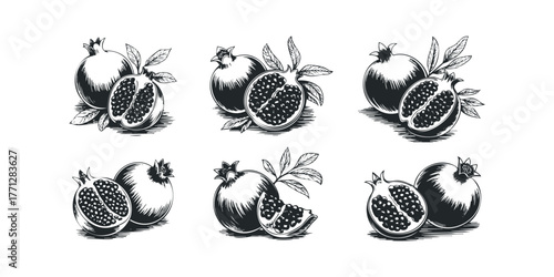 Pomegranate fruit and leaves drawing