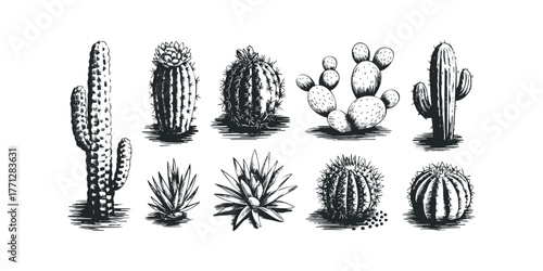 Collection of Hand Drawn Cacti and Succulents