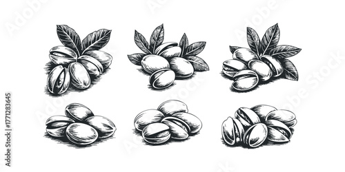 Six Clusters of Pistachios with Leaves in Sketch Style
