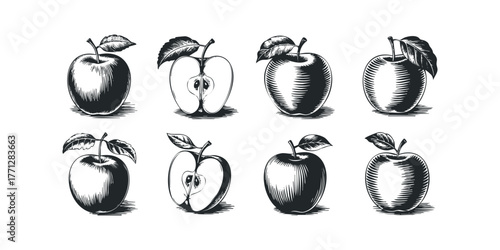 Vintage Apple Illustrations with Leaves and Halved Varieties