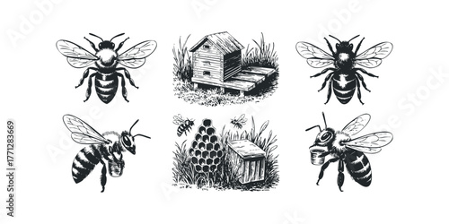 Bee collection with hive and honeycomb illustration