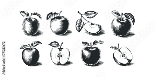 Engraving style apples, whole and halved, with leaves