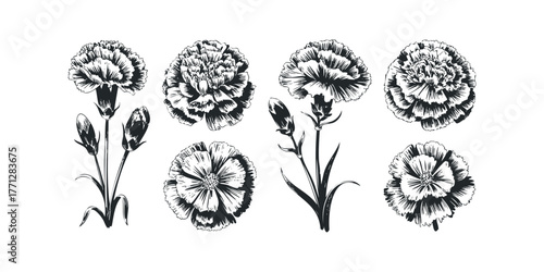 Black and White Sketch of Carnation Flower Group