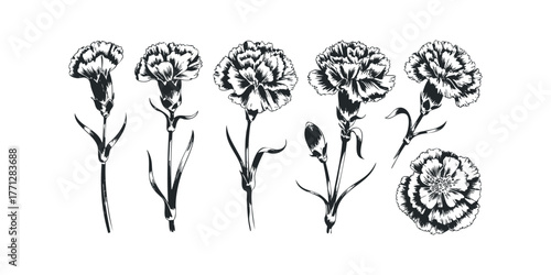 Hand Drawn Carnation Flower Collection