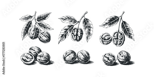 Walnut fruit and leaves in ink sketch style