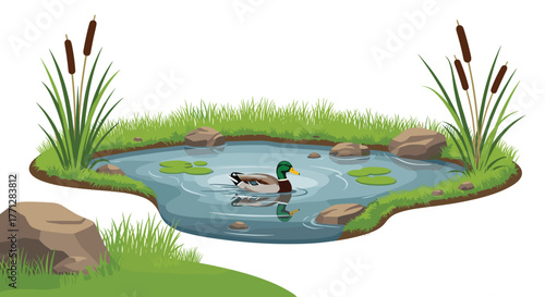 A vibrant illustration features a male mallard duck swimming in a tranquil pond, bordered by green grass, rocks, and cattail plants.