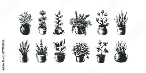 Collection of Potted Plants Black and White Sketch