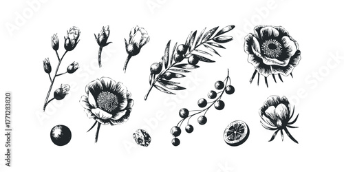 Botanical line drawing of various flowers, buds, olives, and citrus slice