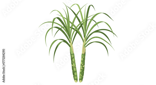 Vibrant green sugarcane plants with long arching leaves and thick stalks, a natural source of sugar, stand tall.