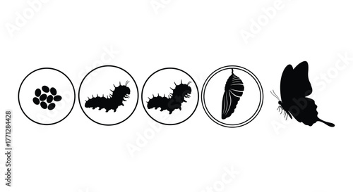 Silhouette illustration depicting the fascinating complete metamorphosis of a butterfly, showcasing its journey from egg to adult form.