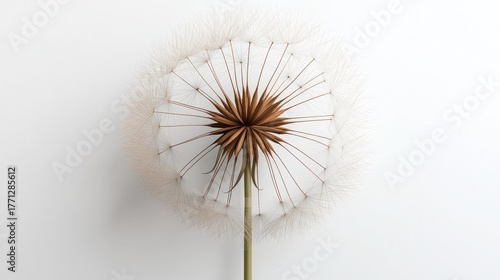 Wallpaper Mural Close-up of a dried dandelion seed head Torontodigital.ca