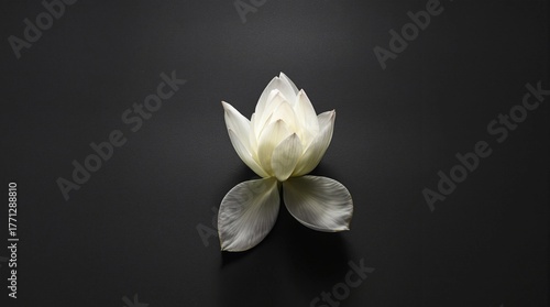 White lotus flower on black or gray background.