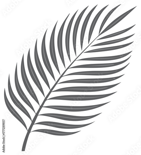 Monochromatic gray palm frond with many slender leaves reaching upwards on a white background