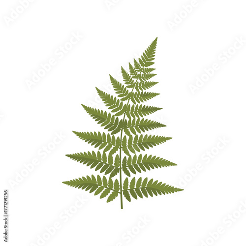 Fototapeta A detailed closeup of a vibrant green fern frond.