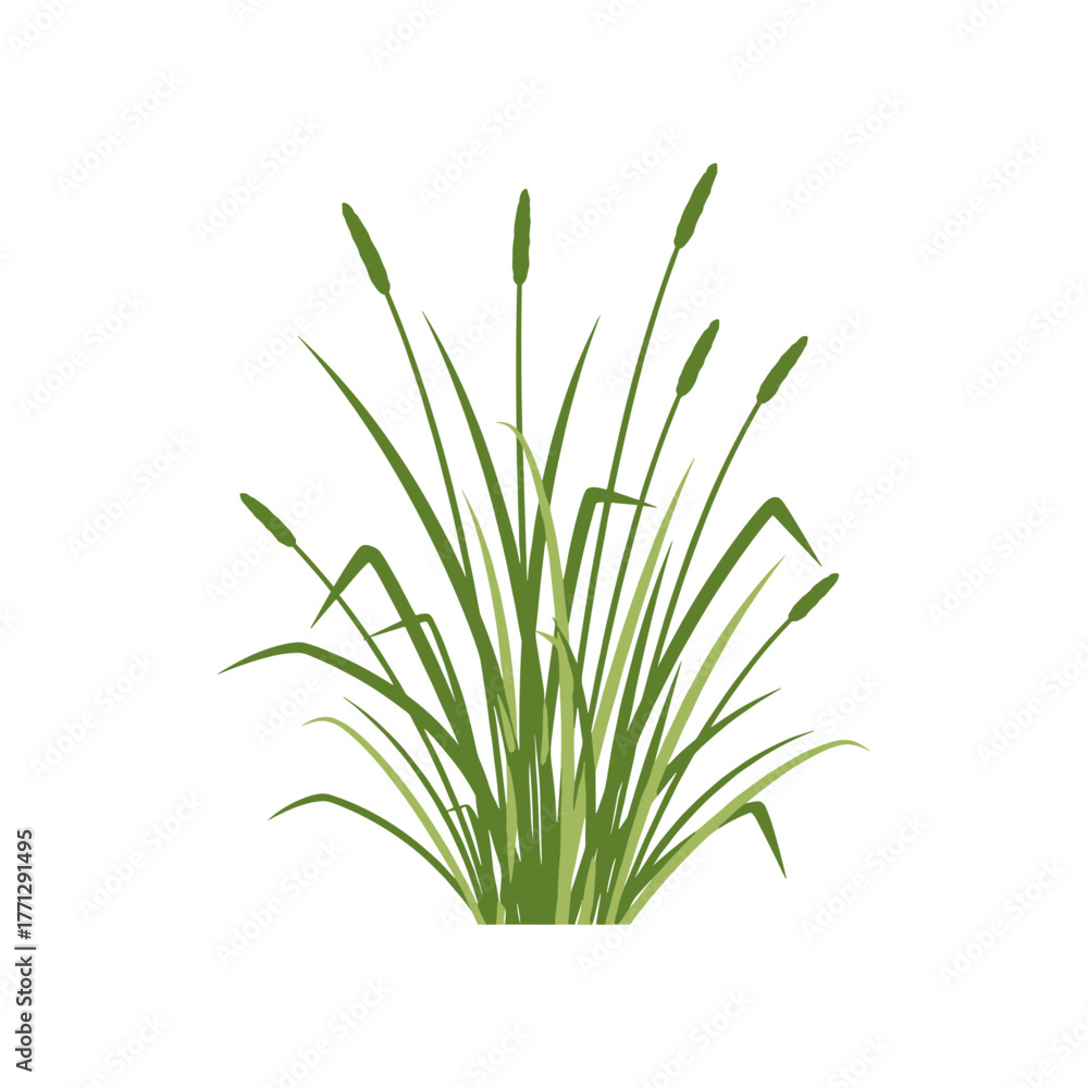 Fototapeta premium Green Cattails Growing in a Lush Patch.
