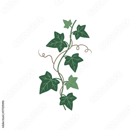 Green ivy plant with leaves and stem climbing up on white background.