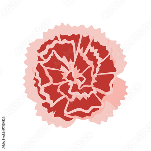 Vibrant Red Carnation Flower Blossom Isolated on White Background.