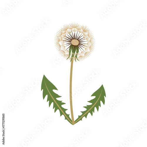 White fluffy dandelion blowball flower with green leaves isolated.