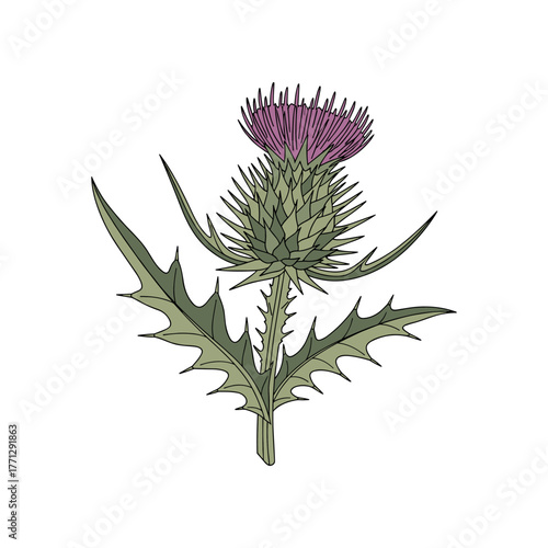Vibrant Thistle Plant with Spiky Leaves and Purple Flower Head.