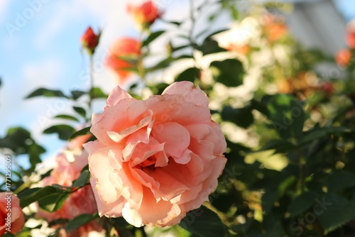 秋の田舎道に咲くバラの花
