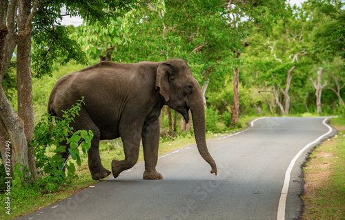 Photography South Indian Elephant crossing road Masinagudi Tamilnadu