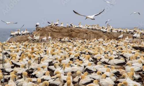 Cape gannet colony on Bird Island at Lamberts Bay on the west coast of South Africa