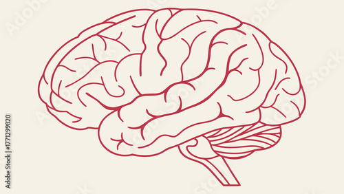 A red brain illustration showing anatomy and structure