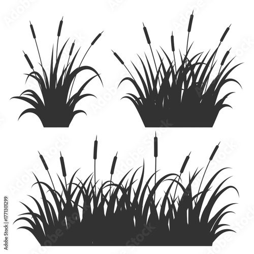 Grass reed vector illustrations isolated on white background. Tall bulrush silhouettes on swamp and lake. River bank wild shrubs. Coastal summer nature with aquatic plants