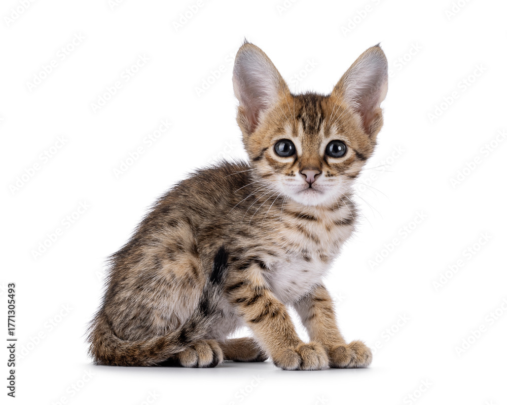 Obraz premium Savannah cat kitten sitting up side ways, looking straight to camera. Isolated on a white background