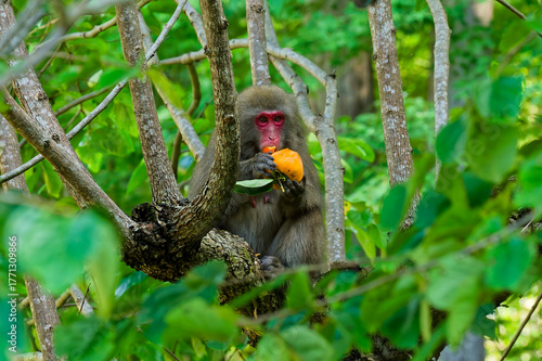 柿の木の上で柿を食べる日本猿