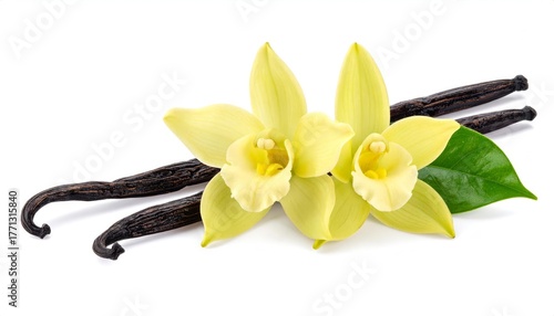 Vanilla flowers and pods isolated on white background natural ingredients