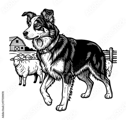 Border Collie sheepdog against farm background