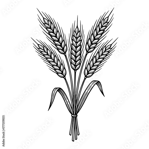 Wheat sheaf in line art style in black and white