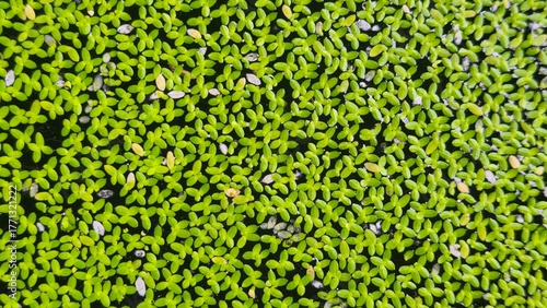Tableau sur toile Green duckweed covering water surface