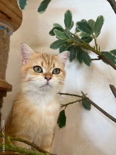 Adorable golden shorthair cat peeking through leaves