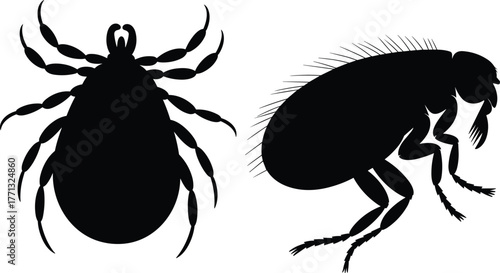 Silhouette vector illustration of flea and tick, detailed insect pest design, veterinary parasite concept, black and white flat cad drawing, isolated graphic art
