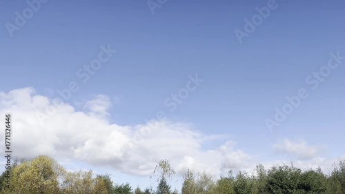 Wallpaper Mural Clear Sky Framed By Tree Branches Torontodigital.ca