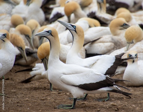 South African birds - Cape gannets