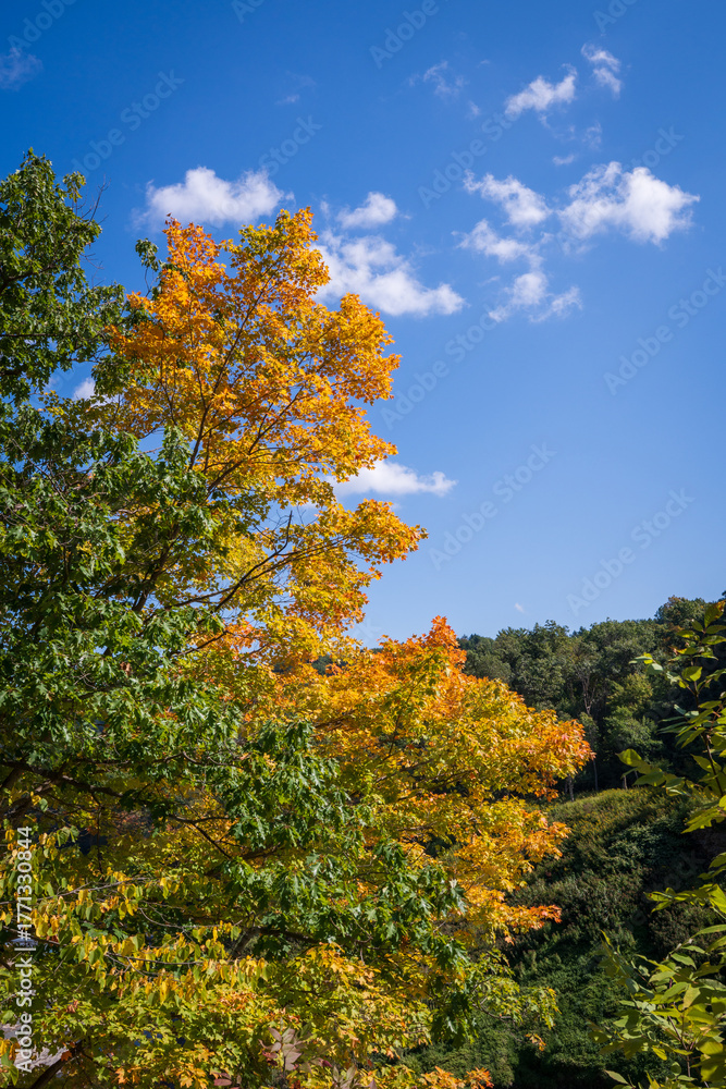 Fototapeta premium Letchworth State Park New York, with Waterfalls and Cliffs